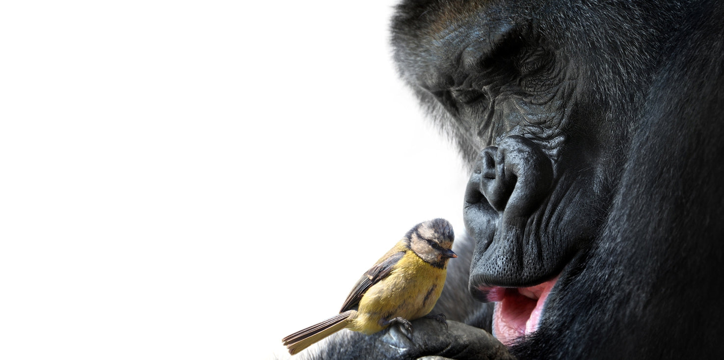 p0154-magnettafel-pinnwand-bild-gorilla-vogel-meise