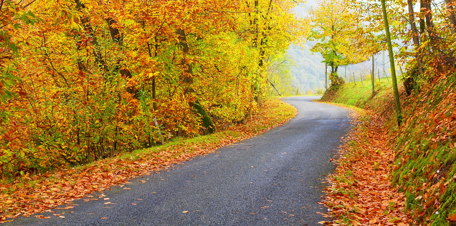 p0164-magnettafel-pinnwand-bild-road-strasse-wald-herbst