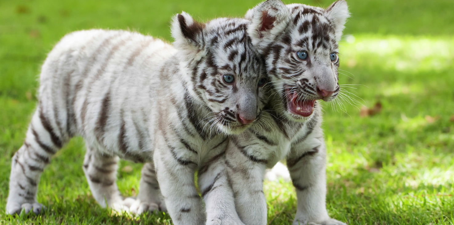 p0166-magnettafel-pinnwand-bild-tiger-babys-weiss