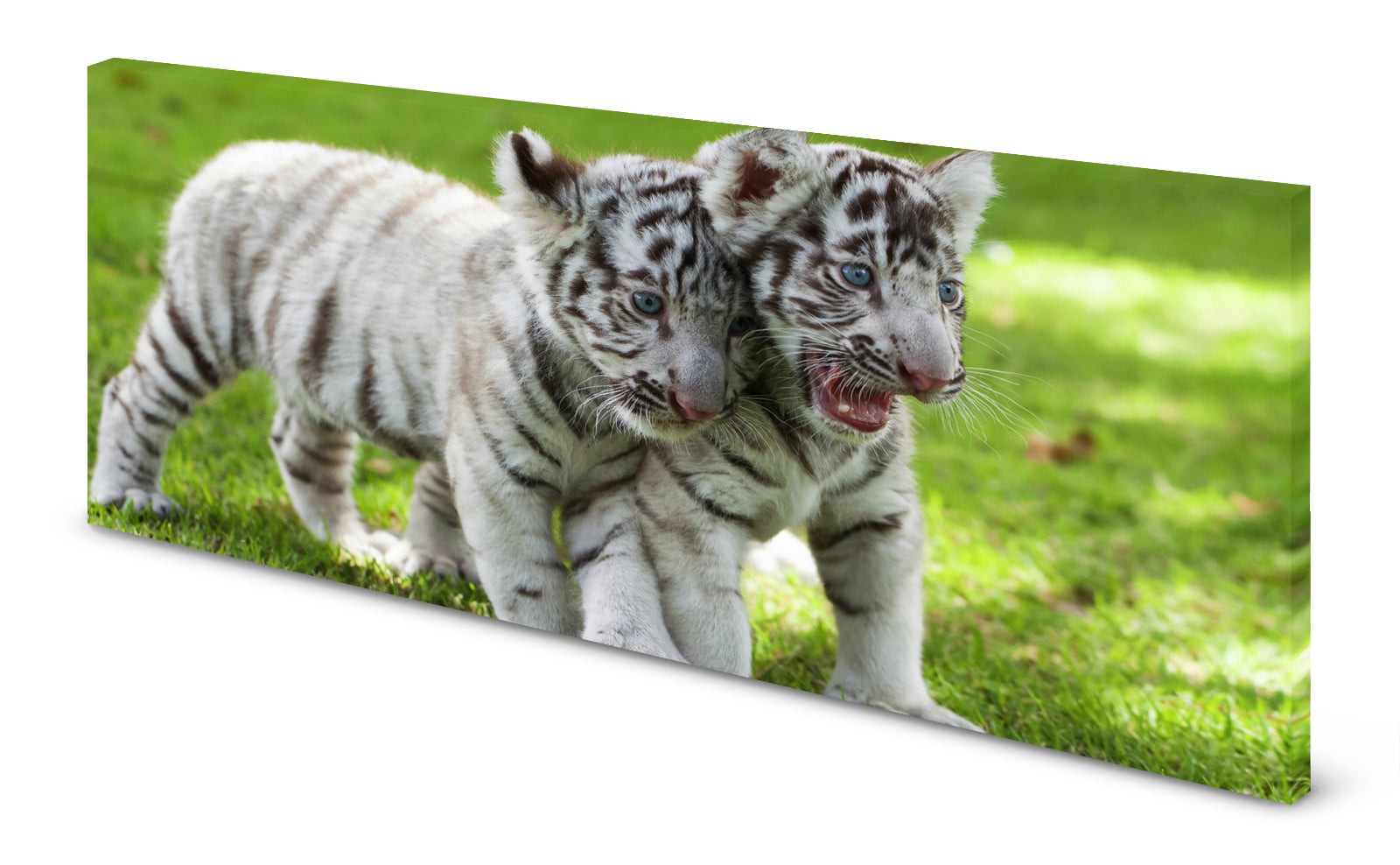 p0166-magnettafel-pinnwand-bild-tiger-babys-weisswndgsfhfrebcy