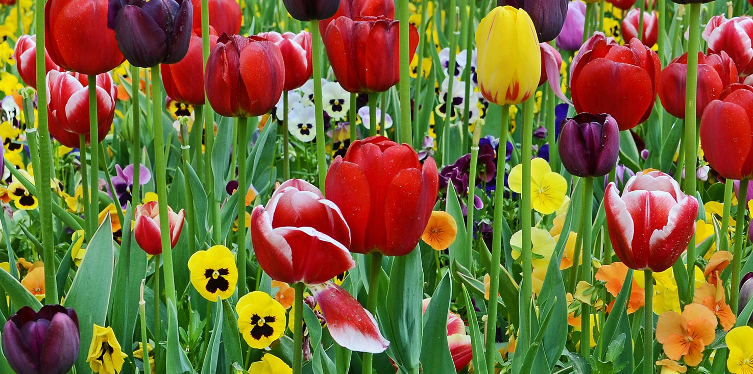 p0168-magnettafel-pinnwand-bild-fruehling-blumen-wiese
