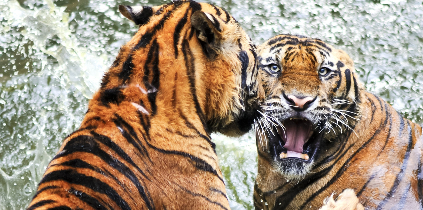 p0177magnettafel-panorama-bild-tiger-kampf