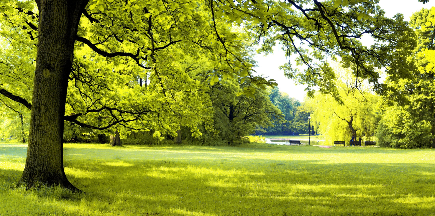 p0184-magnettafel-panorama-bild-park-see-linde-lindgr-n-gr-n
