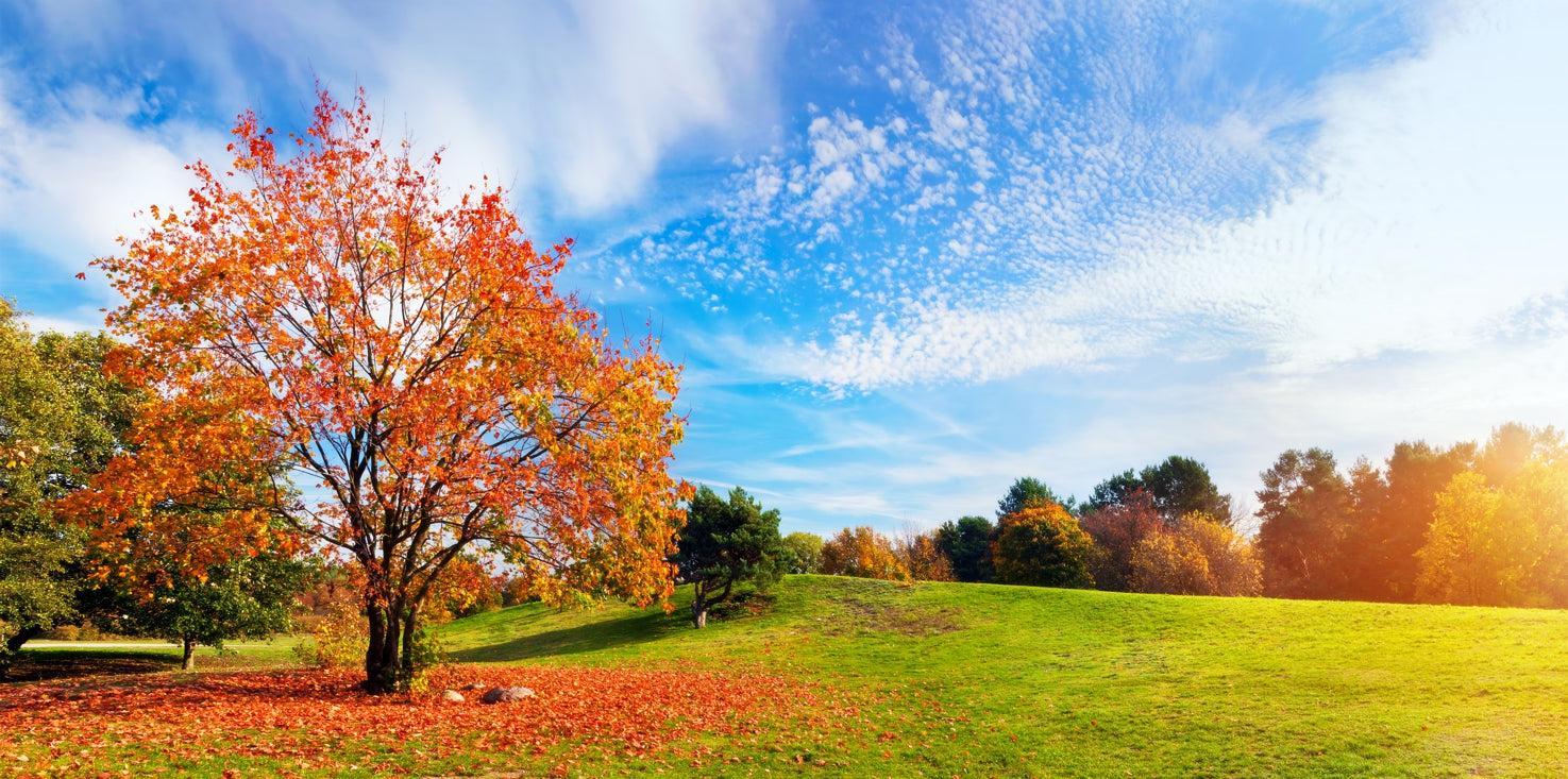 p0197-magnettafel-panorama-bild-park-baum-herbst
