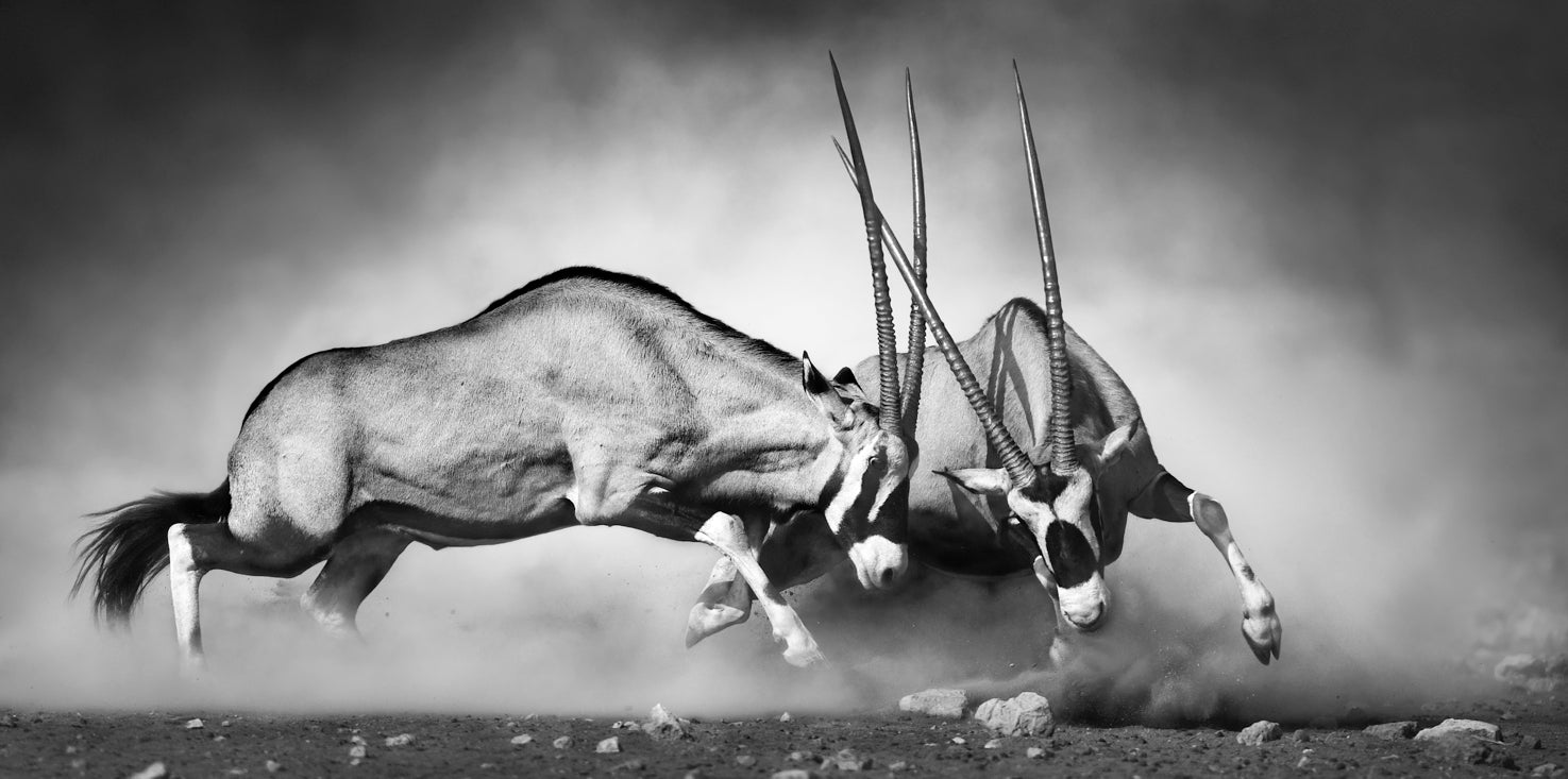 p0198sw-magnettafel-panorama-bild-gemsbok-antilope-kampf