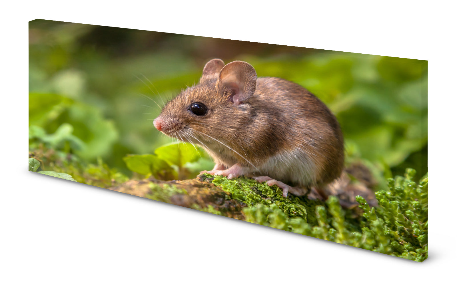 p0210-magnettafel-pinnwand-120x60-panorama-natur-feldmaus9hxxcedkdpb5x