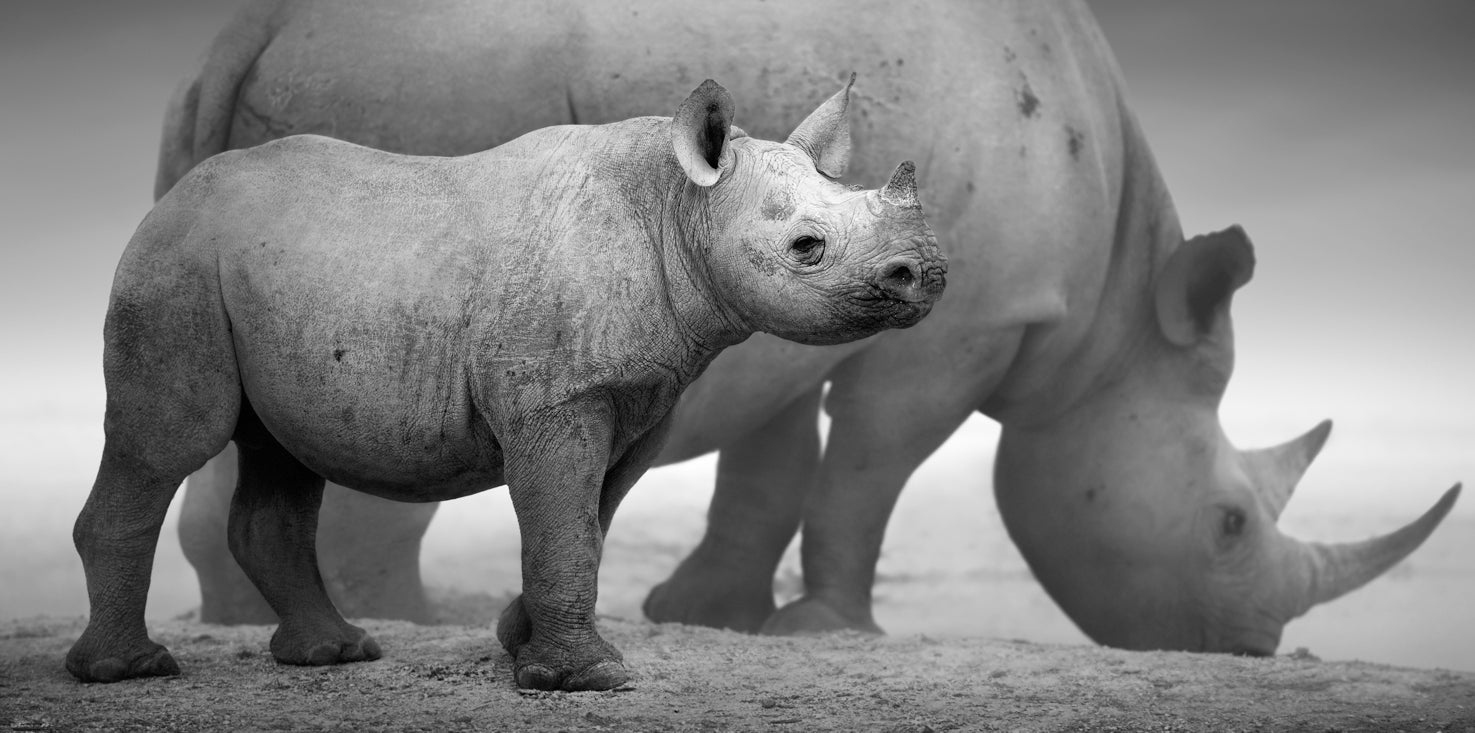 p0220-sw-magnettafel-bild-panorama-nashorn-baby