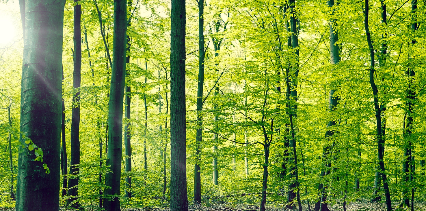 p0222-magnettafel-bild-panorama-wald