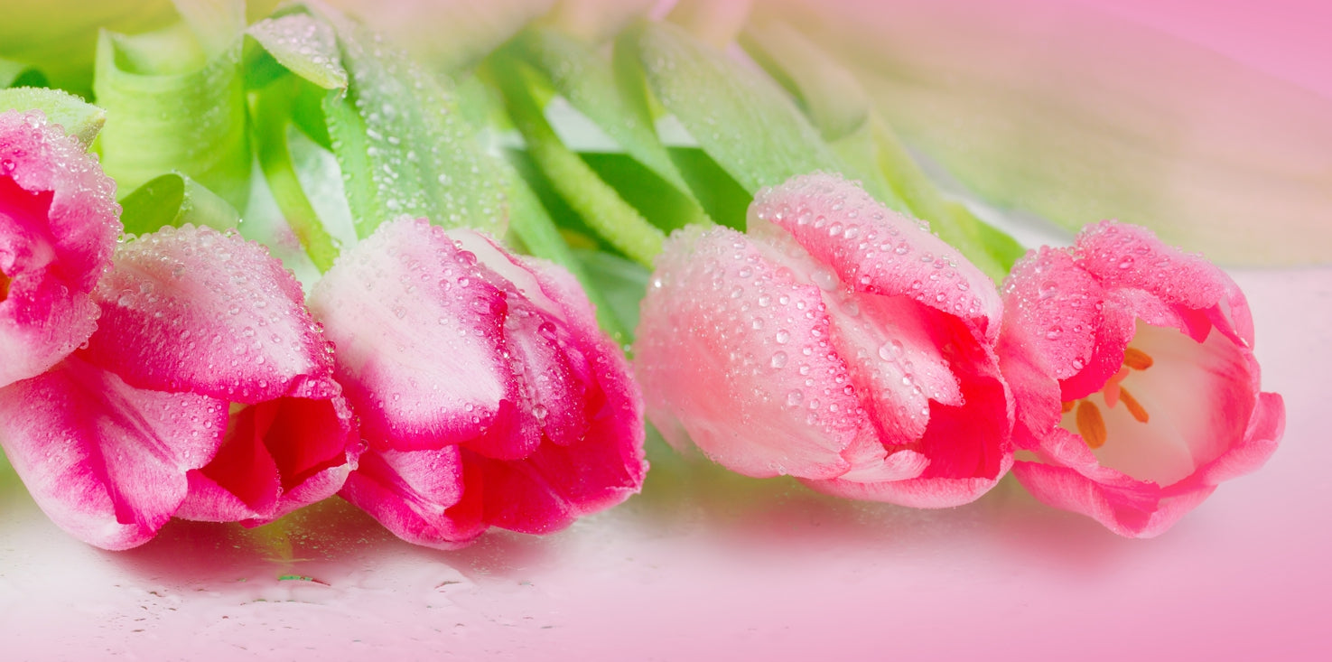 p0224-magnettafel-bild-panorama-blumen-tulpen-rosa