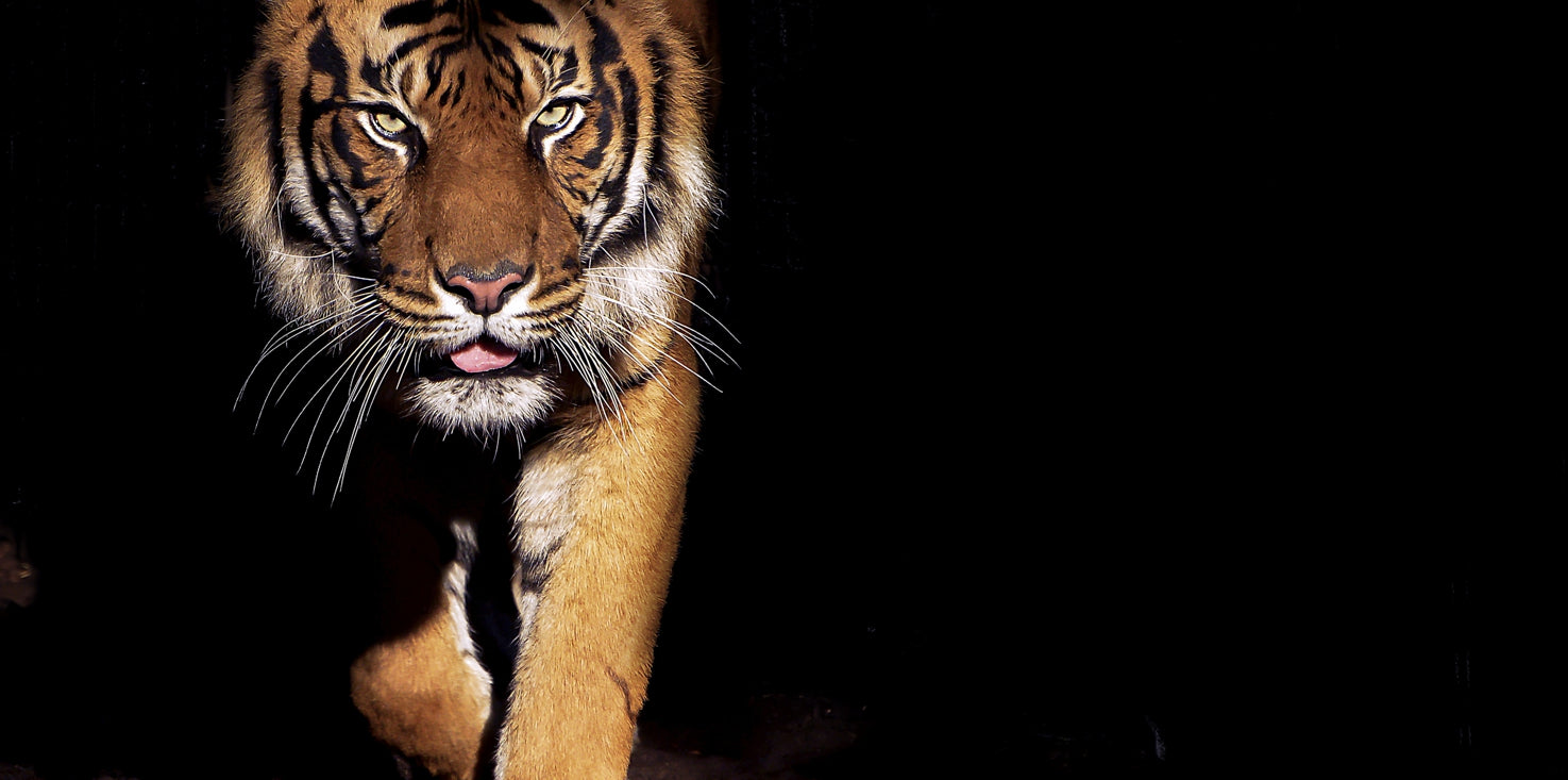 p0228-magnettafel-bild-panorama-natur-tiger