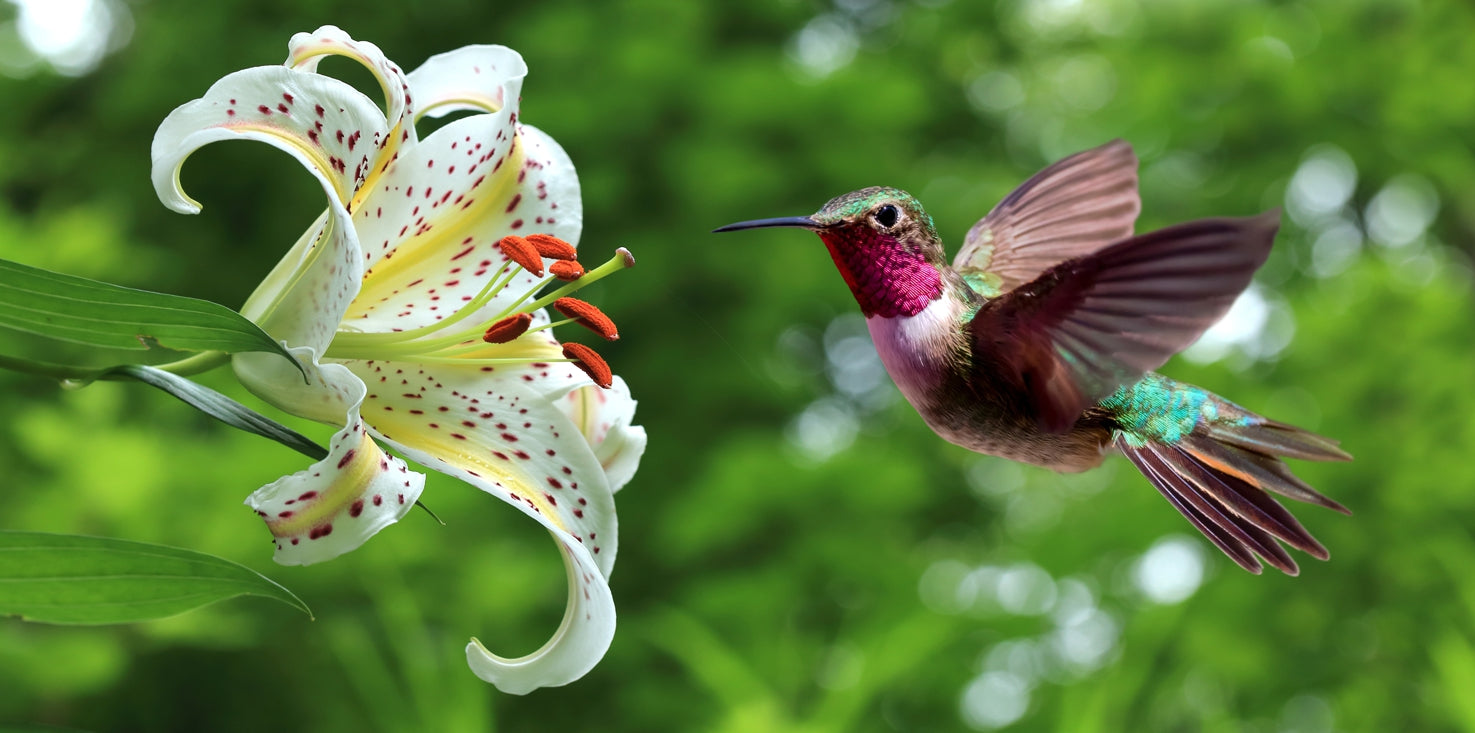 p0232-magnettafel-bild-panorama-natur-kolibri-lilie