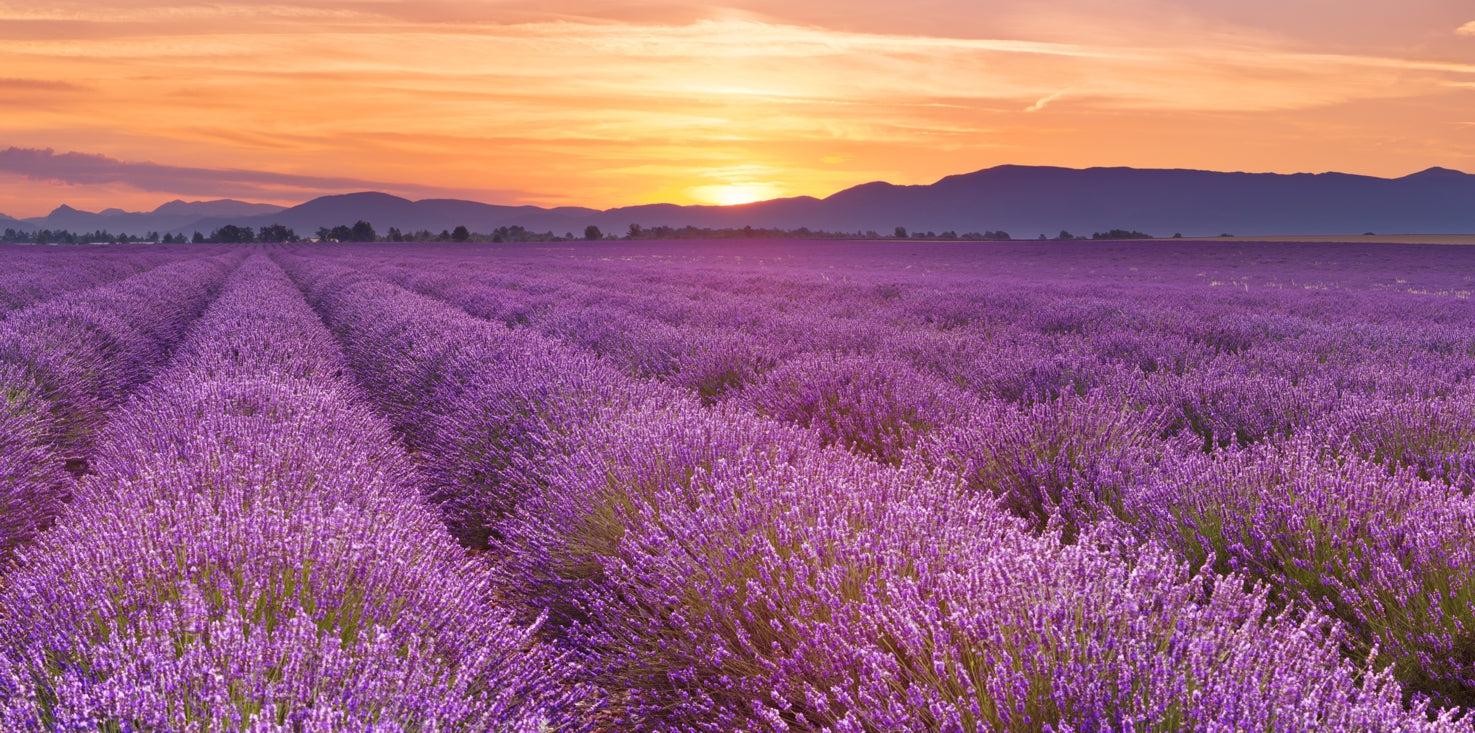 p0239-magnettafel-panorama-bild-lavendel-feld-lila