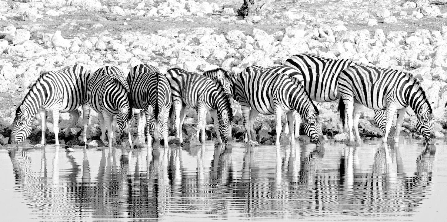 p0252sw-magnettafel-panorama-bild-zebra-herde-steppe-wasser