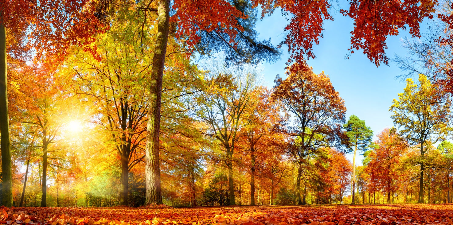 Magnettafel - Herbstlaub Wald main image 1