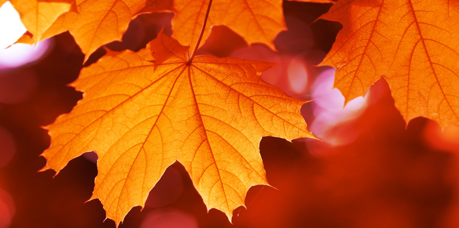 p0258-magnettafel-panorama-bild-herbst-baum-blatt-indian-summer