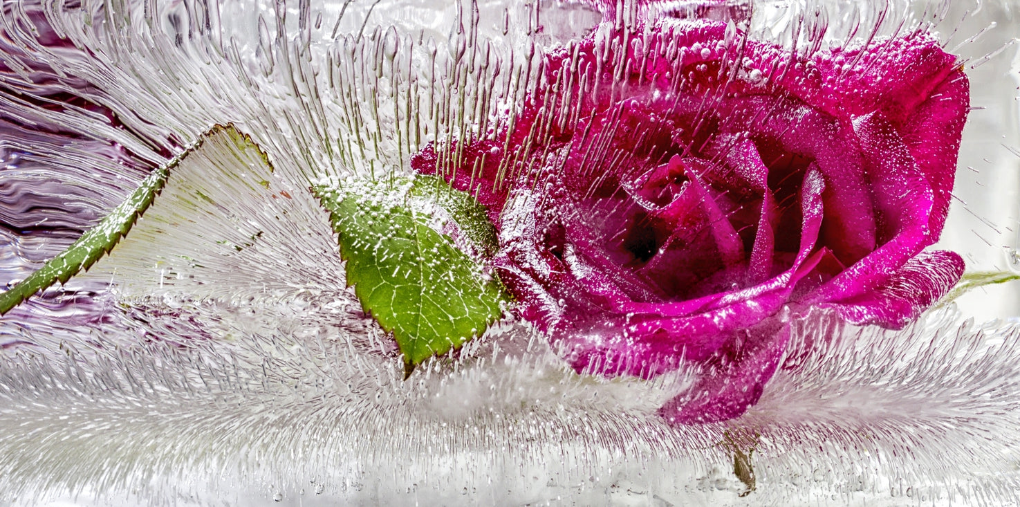 p0260-magnettafel-panorama-bild-eis-rose