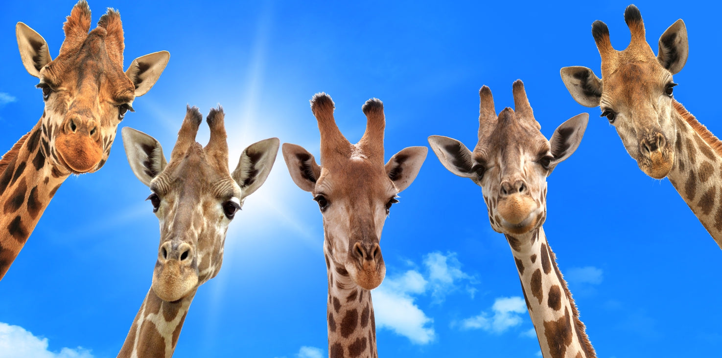 p0268-magnettafel-panorama-bild-giraffe