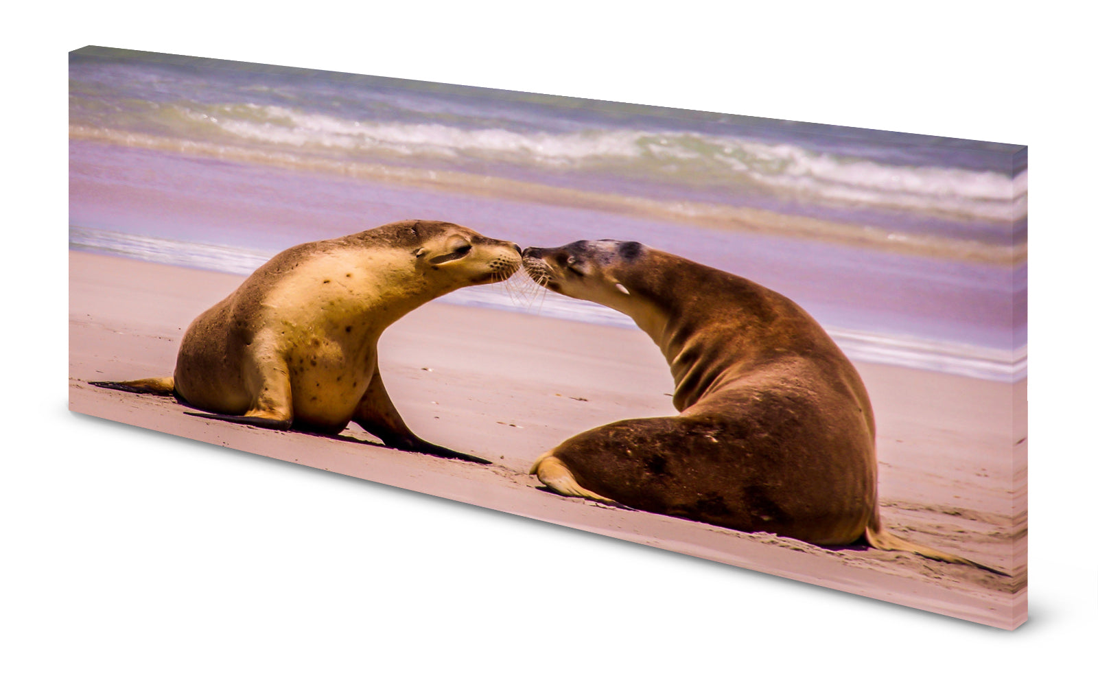 p0278-magnettafel-panorama-bild-natur-seehundrx9znnsndddy7