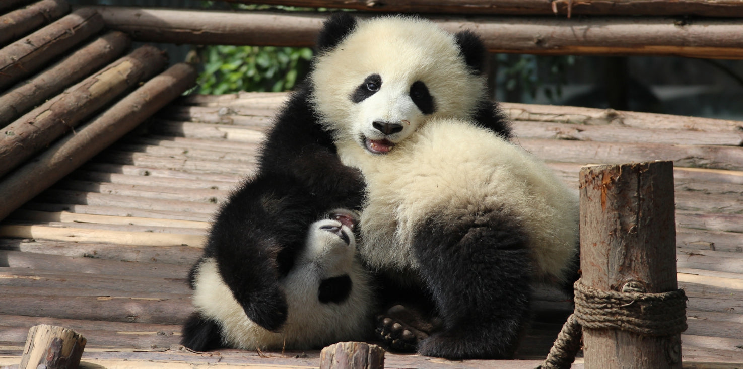 p0279-pandab-r-panda