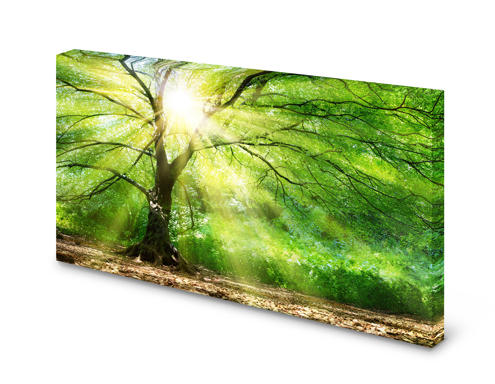 pn0006_60x40-pinnwand-magnetboard-wald-baum-sonnecj43xufp2druw
