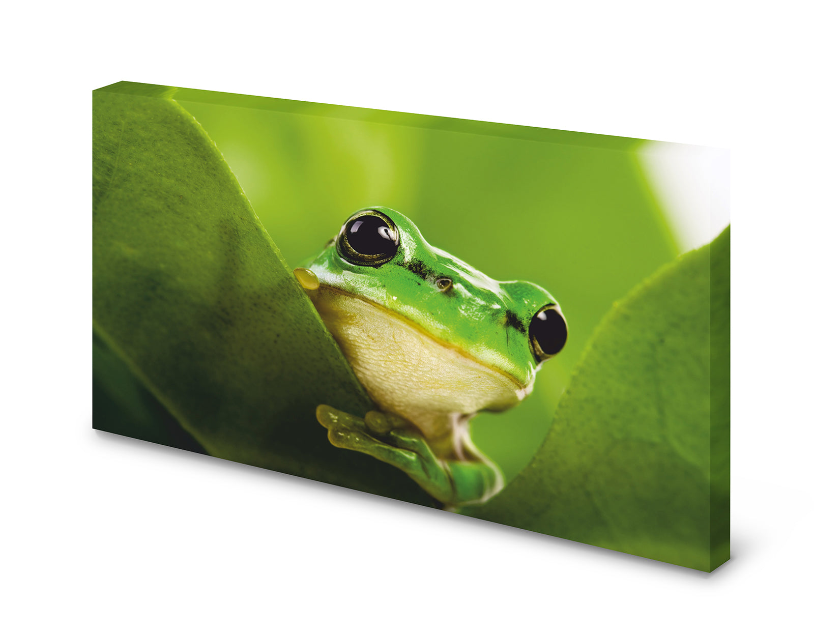 pn0042_60x40-magnettafel-frosch-gruenrqearywm006uq