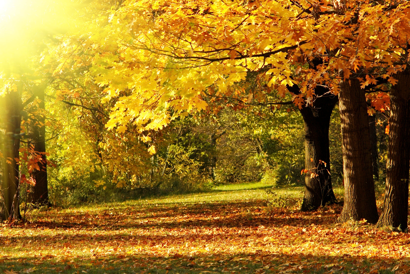 pn0105-60x40-magnettafel-pinnwand-natur-herbst-baum-laubwald