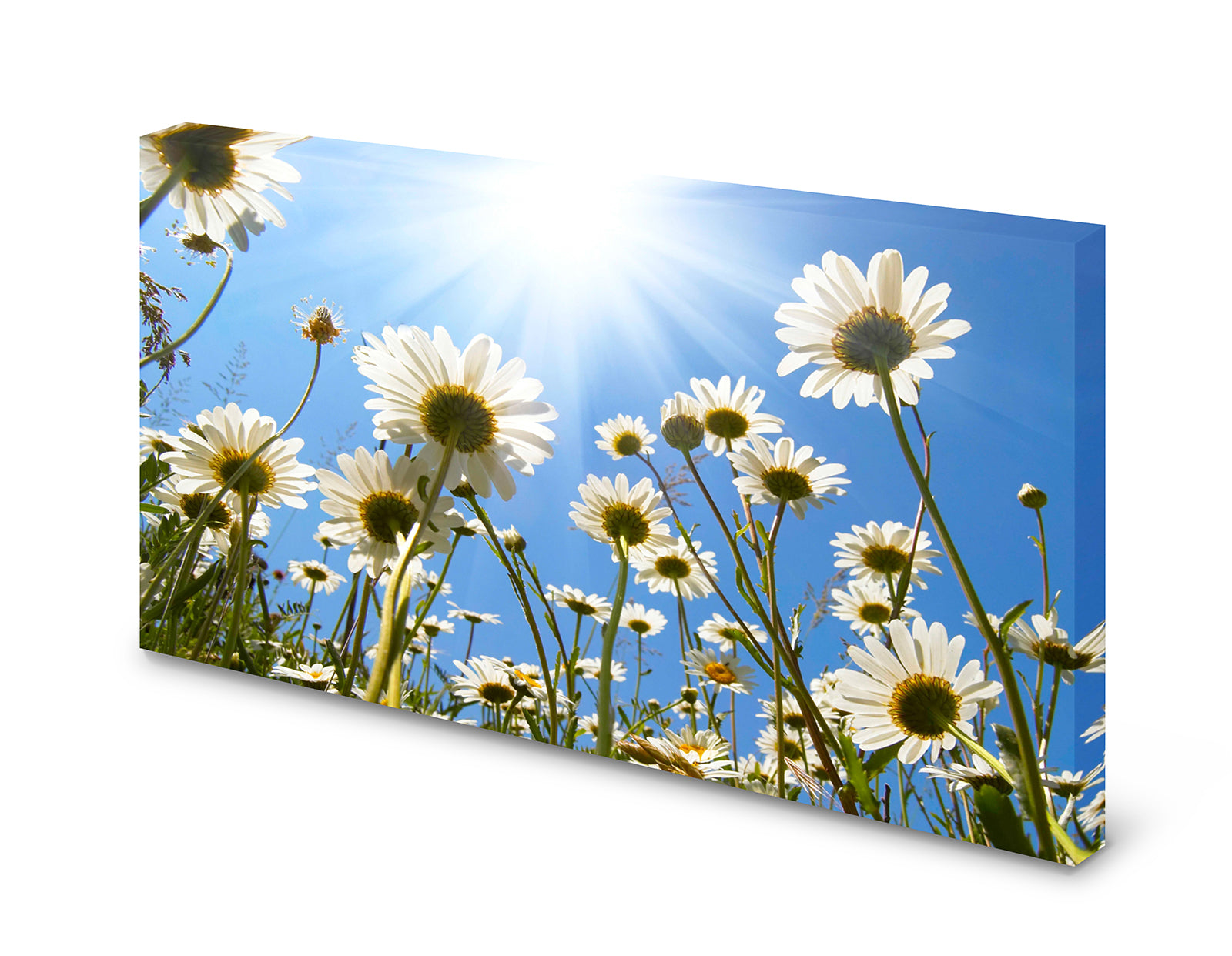 pn0124-60x40-magnettafel-pinnwand-himmel-blumen-margeriten4dtok7dw5nd2v