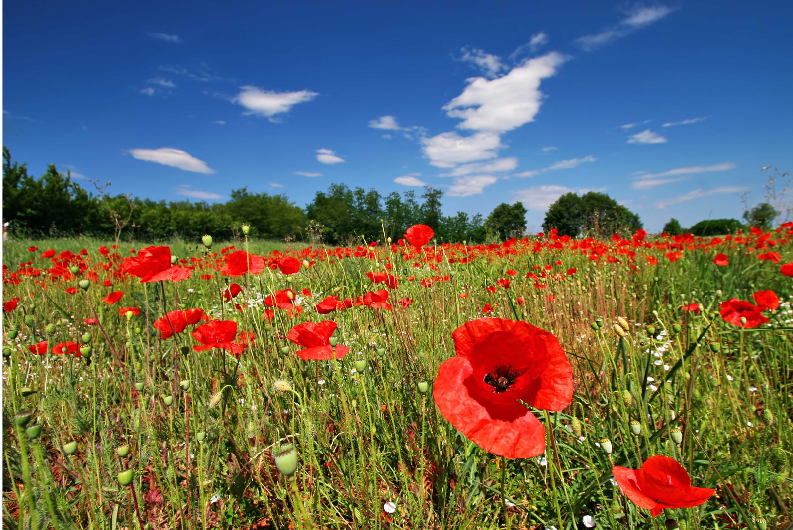 pn0126-magnettafel-pinnwand-blumen-mohnblumen-kornfeld