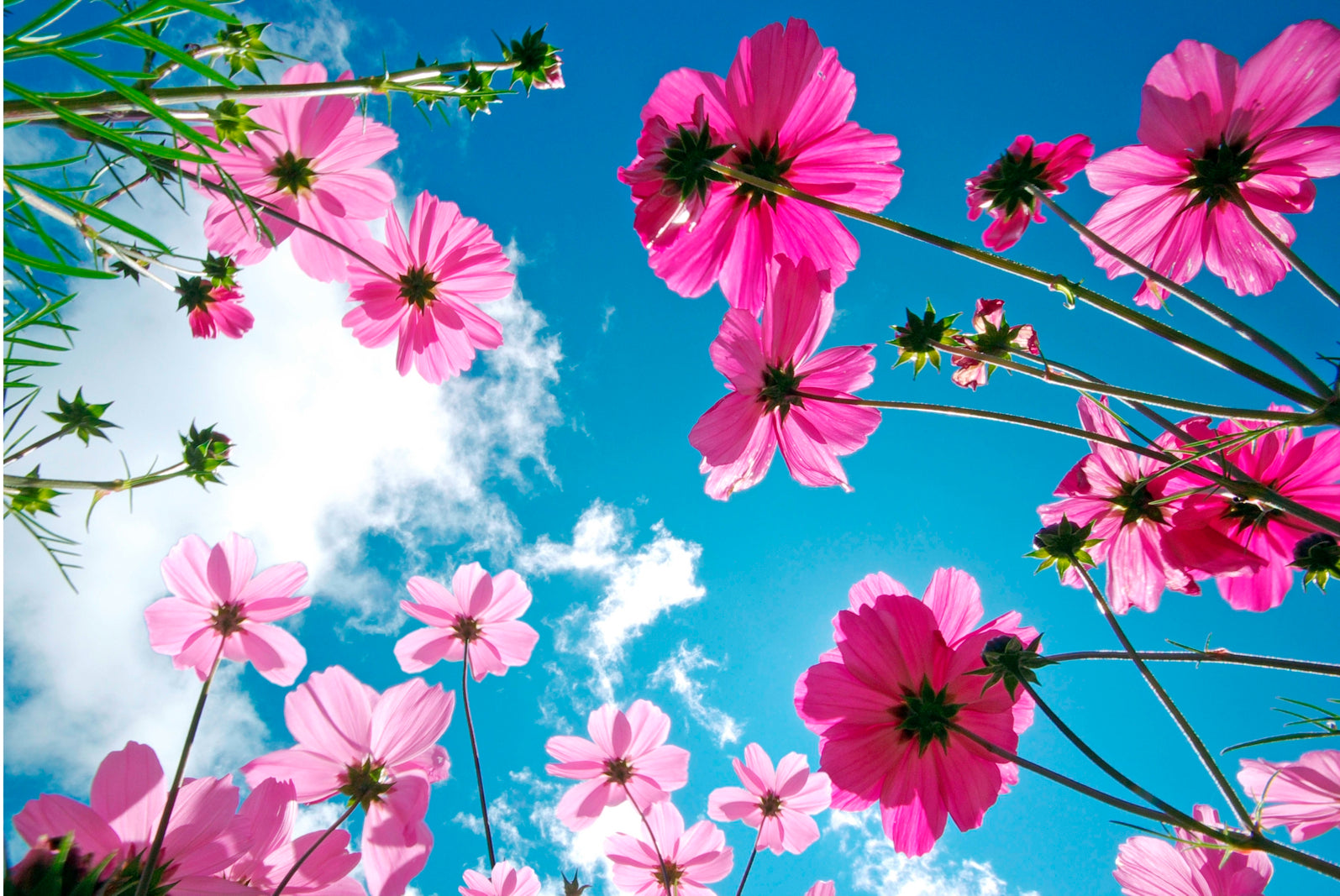 pn0129-magnettafel-pinnwand-sommer-blumen-himmel