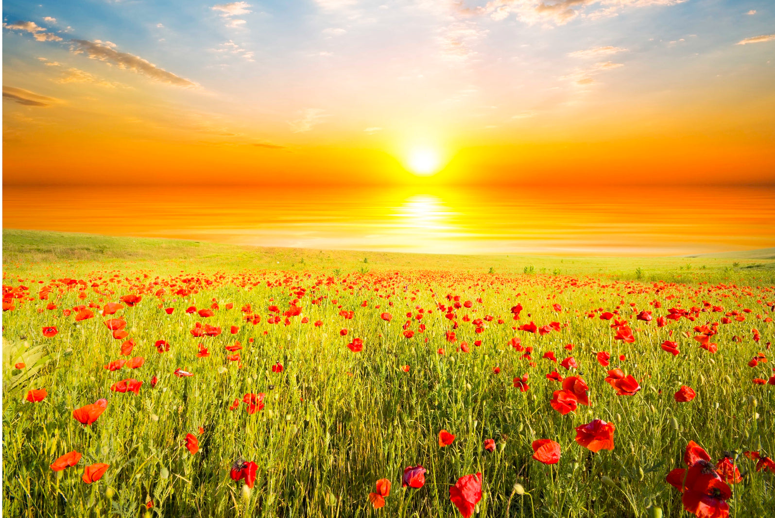 pn0130-magnettafel-pinnwand-mohnblumen-feld-sonnenaufgang