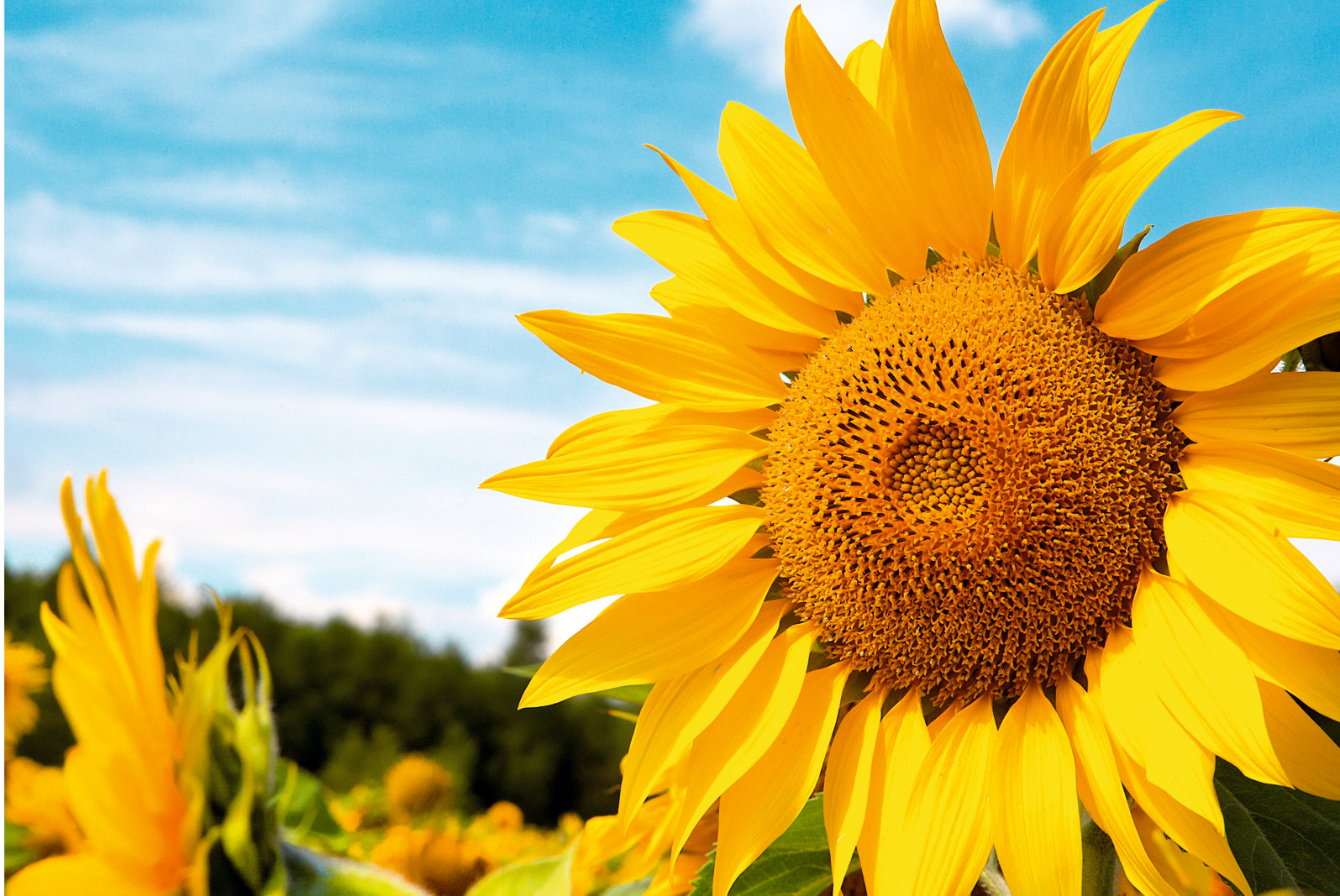 pn0131-magnettafel-pinnwand-sonnenblumen-feld