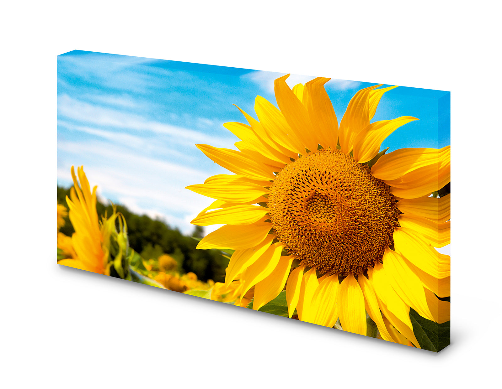 pn0131-magnettafel-pinnwand-sonnenblumen-feldcvca36hife2qq