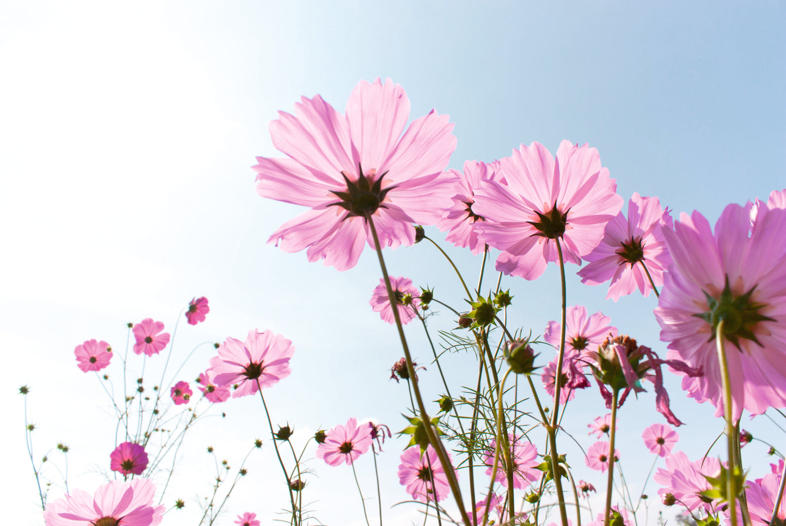 pn0134-magnettafel-pinnwand-sommer-blume