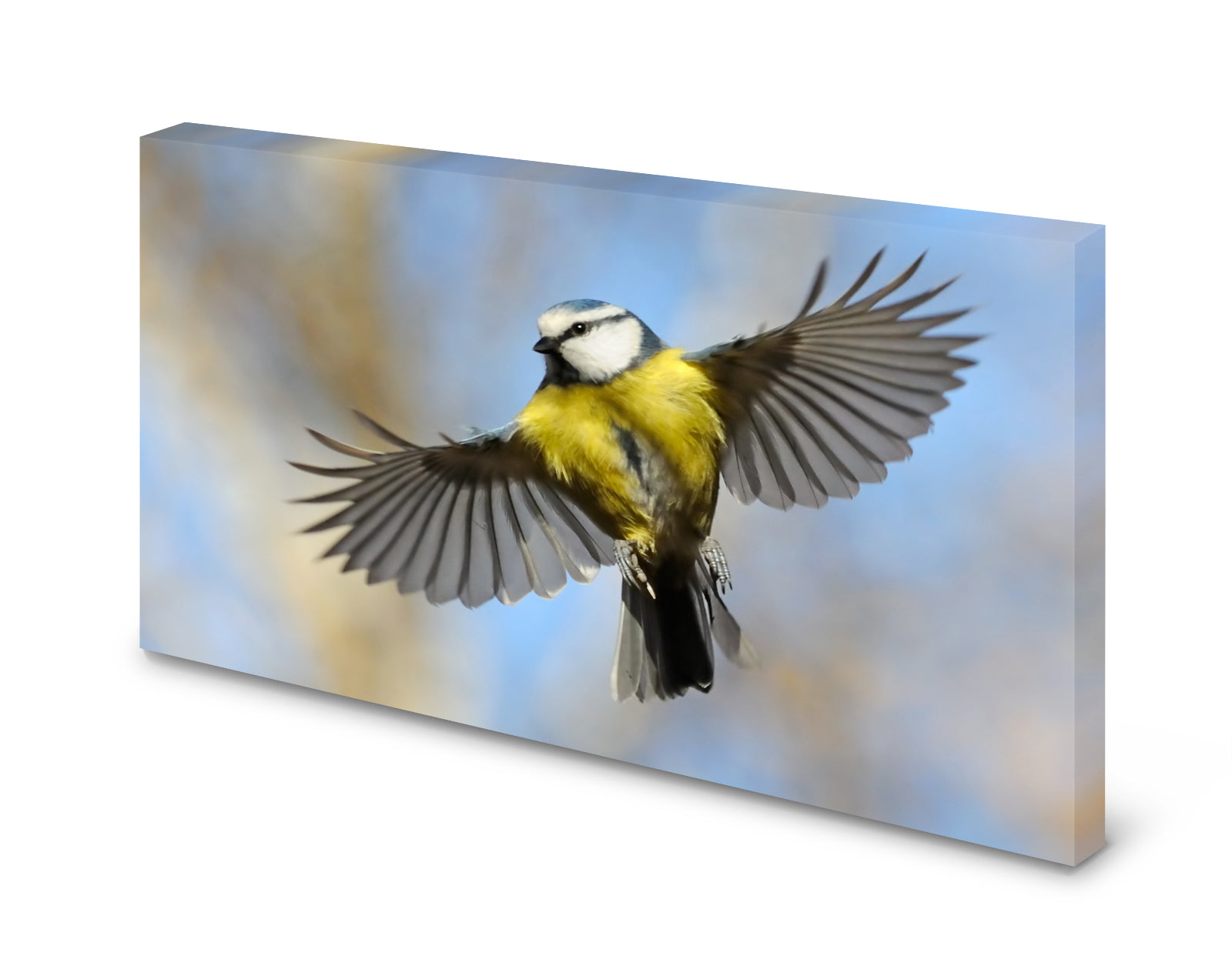 pn0148-magnettafel-pinnwand-vogel-meisemarybehhwe2wz