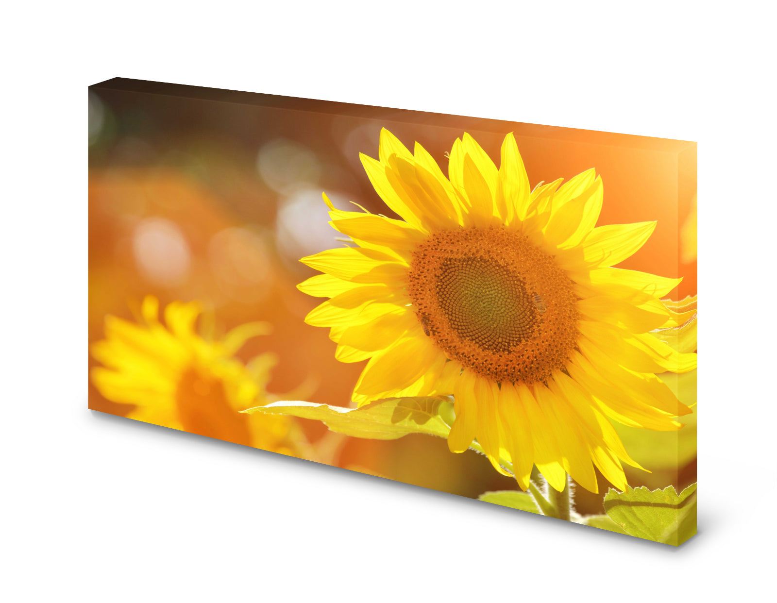 pn0171-magnettafel-pinnwand-natur-sonnenblumenilnmspjs3wap9