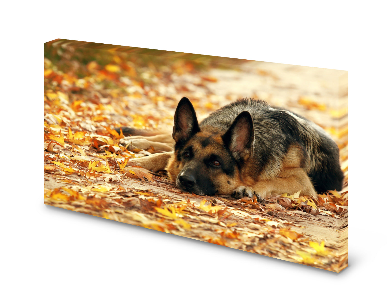 pn0178-magnettafel-pinnwand-hund-scha-ferhund