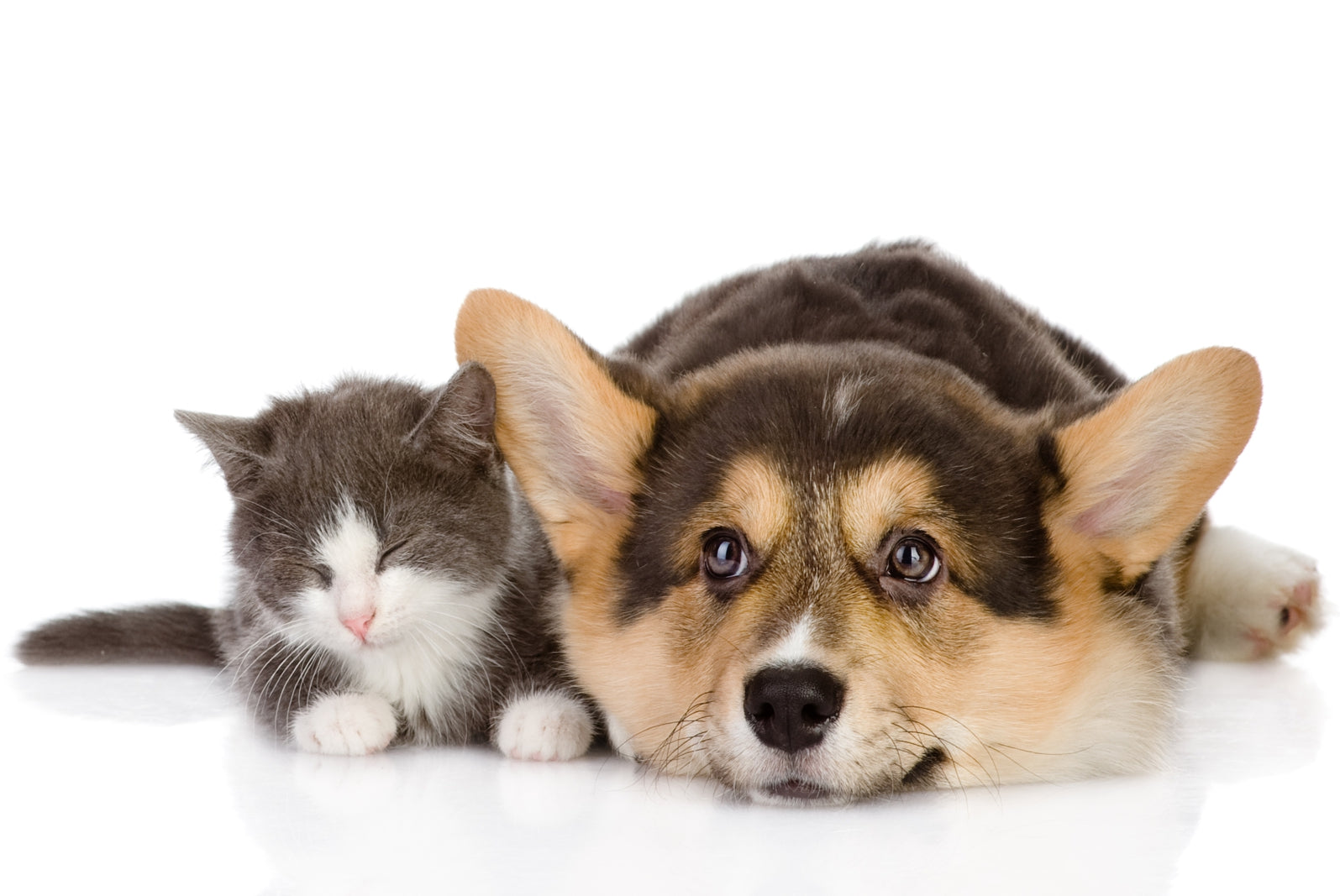 pn0180-magnettafel-pinnwand-hund-katze