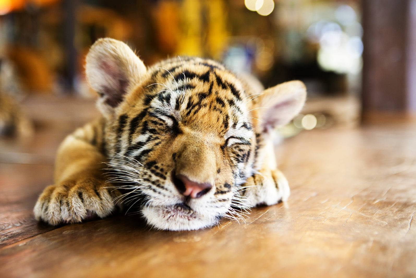 pn0192-magnettafel-pinnwand-tiger-baby