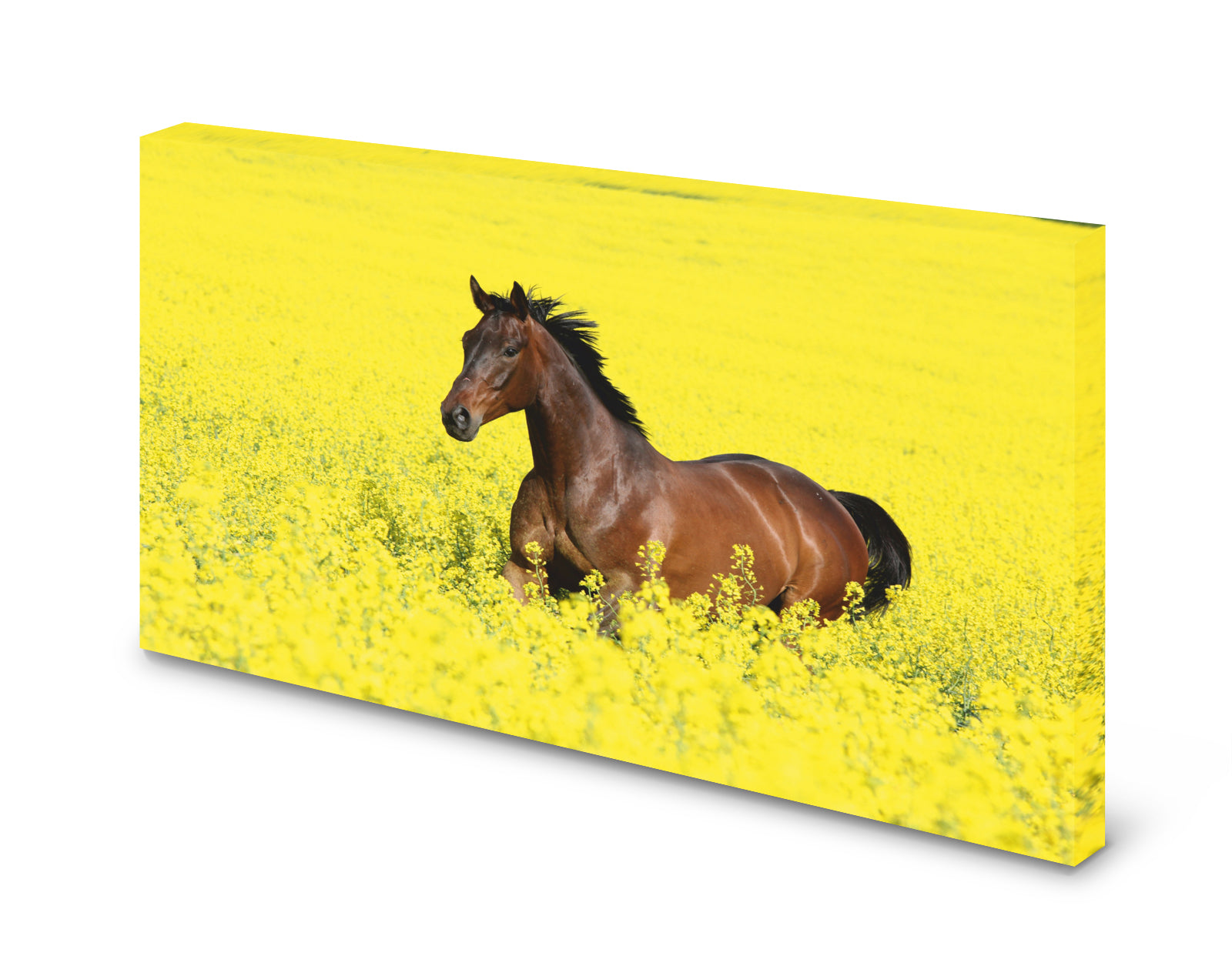 pn0237-60x40-magnettafel-pinnwand-bild-pferd-rapswdt5vjurciiym