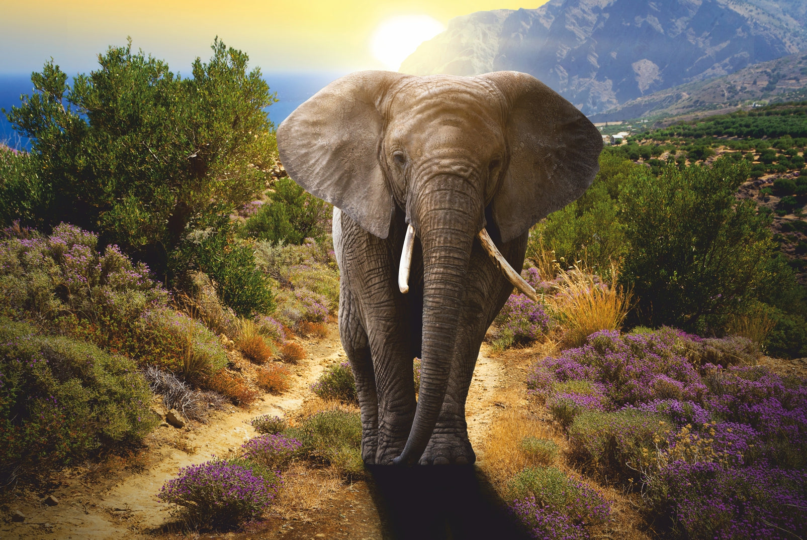pn0245-60x40-magnettafel-pinnwand-bild-elefant