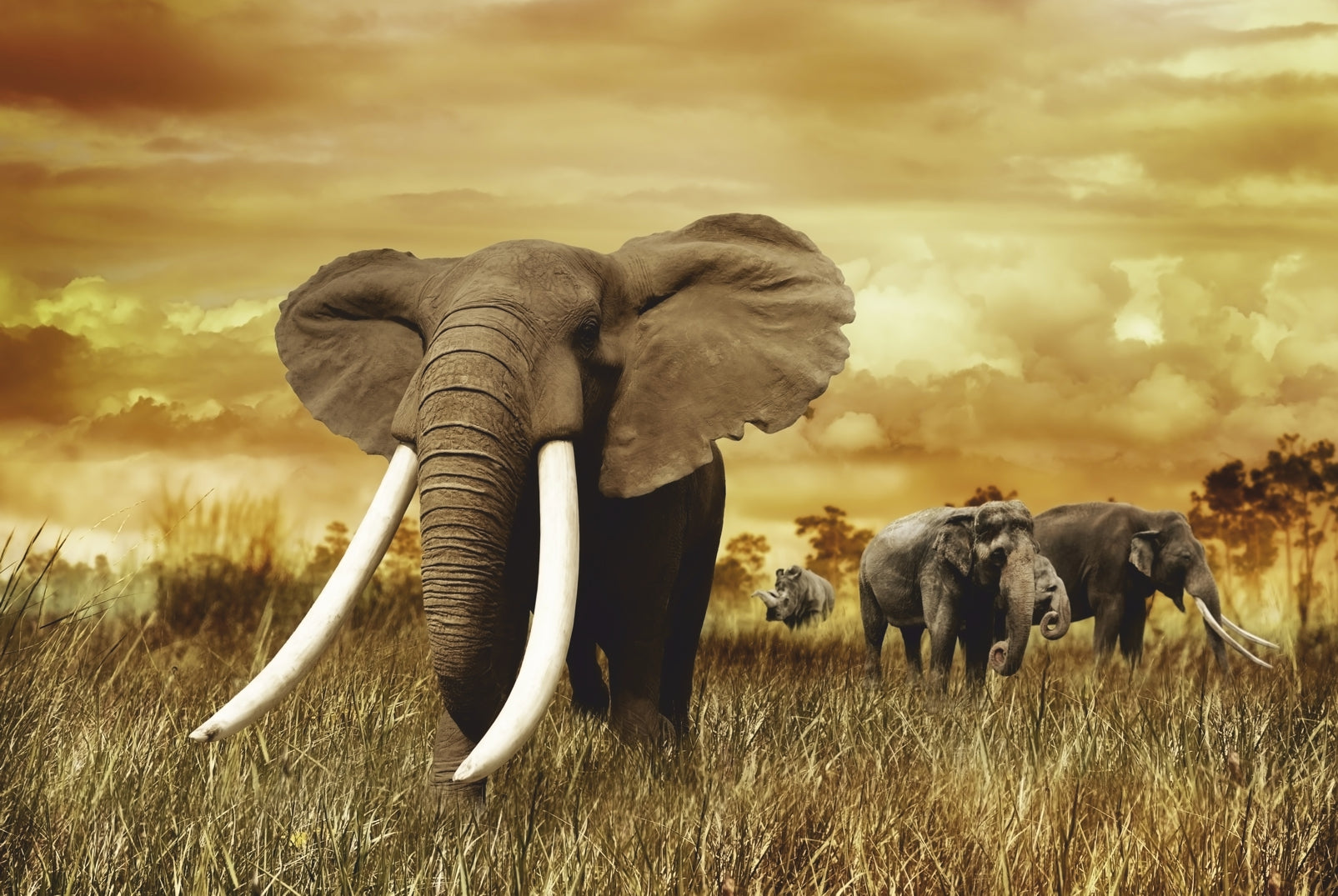 pn0248-60x40-magnettafel-pinnwand-bild-elefant-stosszahn