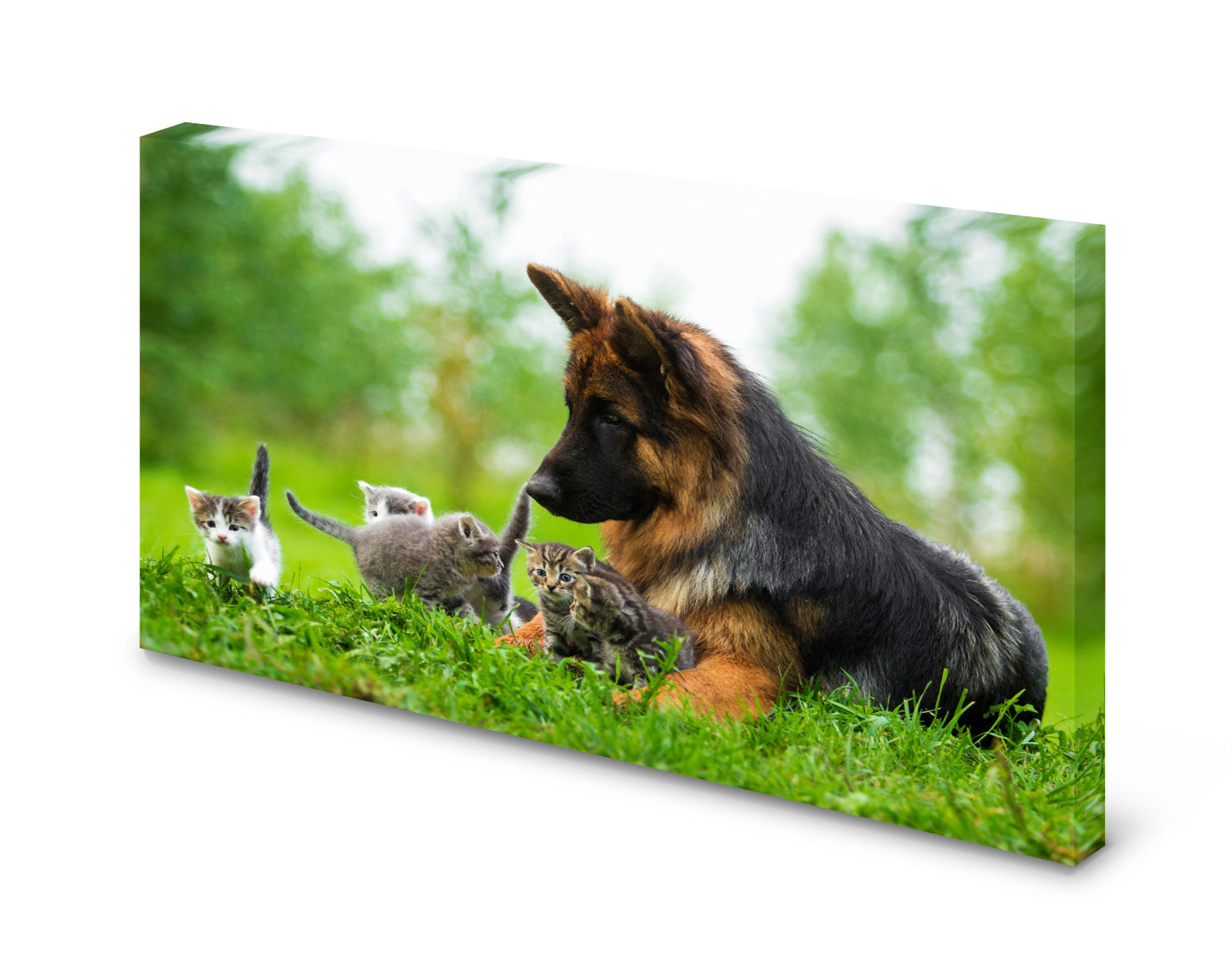 pn0276-60x40-magnettafel-pinnwand-bild-scha-ferhund-hund-katze