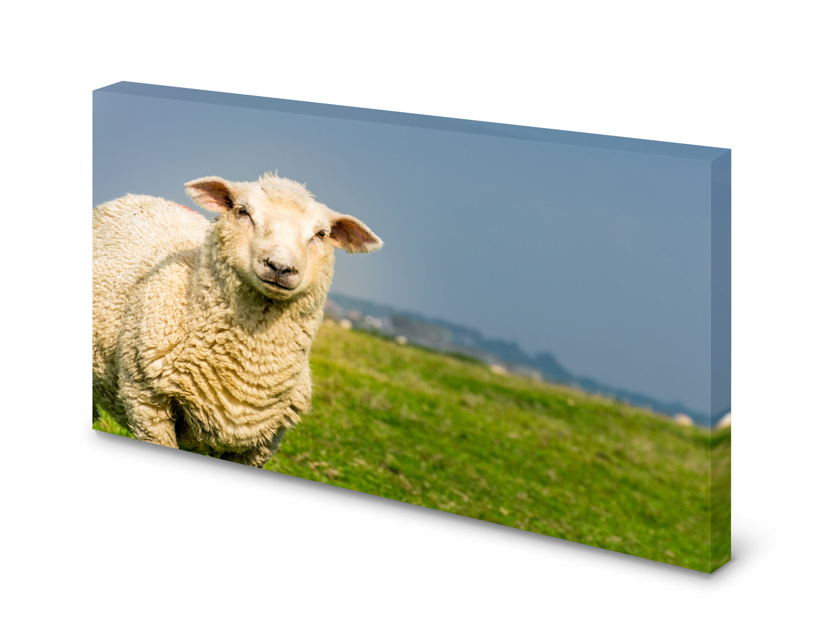 pn0280-60x40-magnettafel-pinnwand-bild-schaf-syltzuexc89diq5en