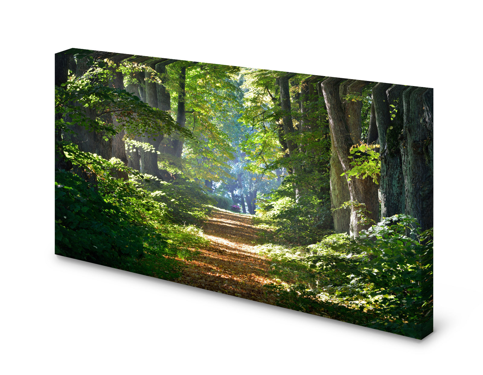 pn0290-60x40-magnettafel-pinnwand-bild-waldweg-sonnevjpwsx26b3xbd