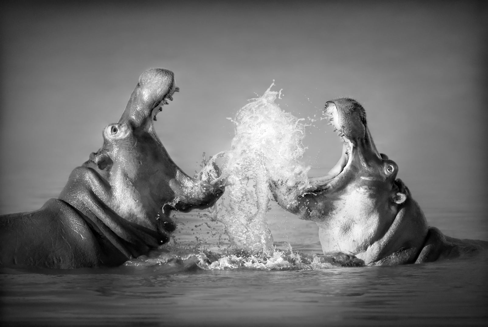 pn0300-60x40-magnettafel-pinnwand-bild-nielpferd-hippo
