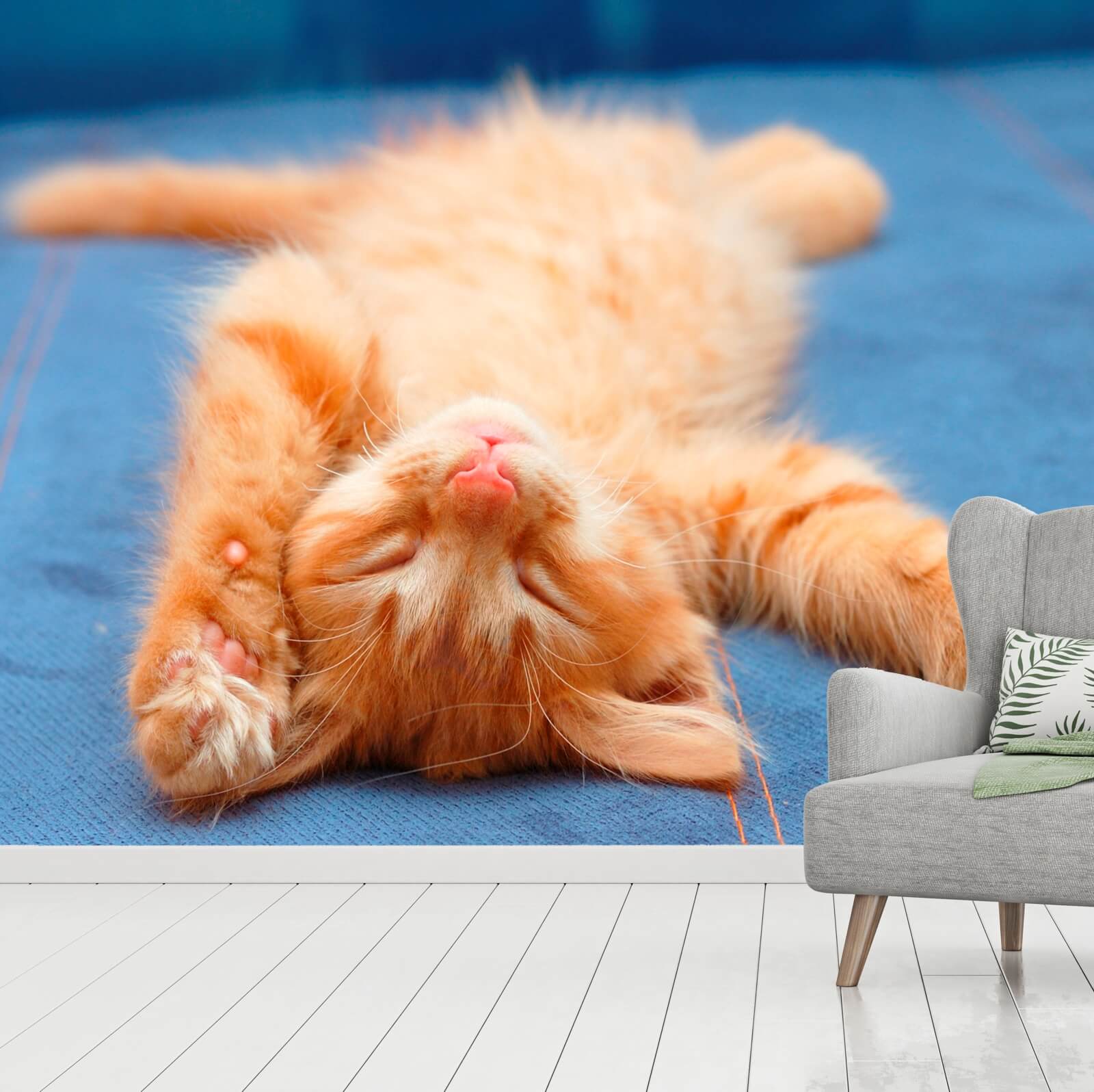 tap0166-1000-x-750-vlies-tapete-katze-baby-kitten-ir1