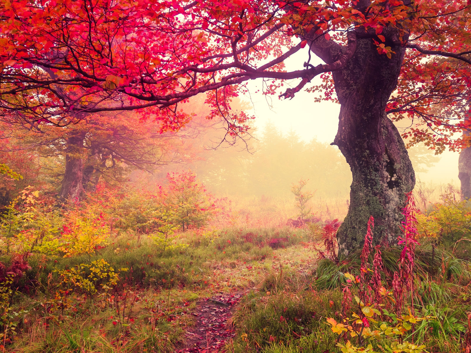 tap0529-100x750-vlies-tapete-fototapete-natur-baum-wiese-herbst-rot