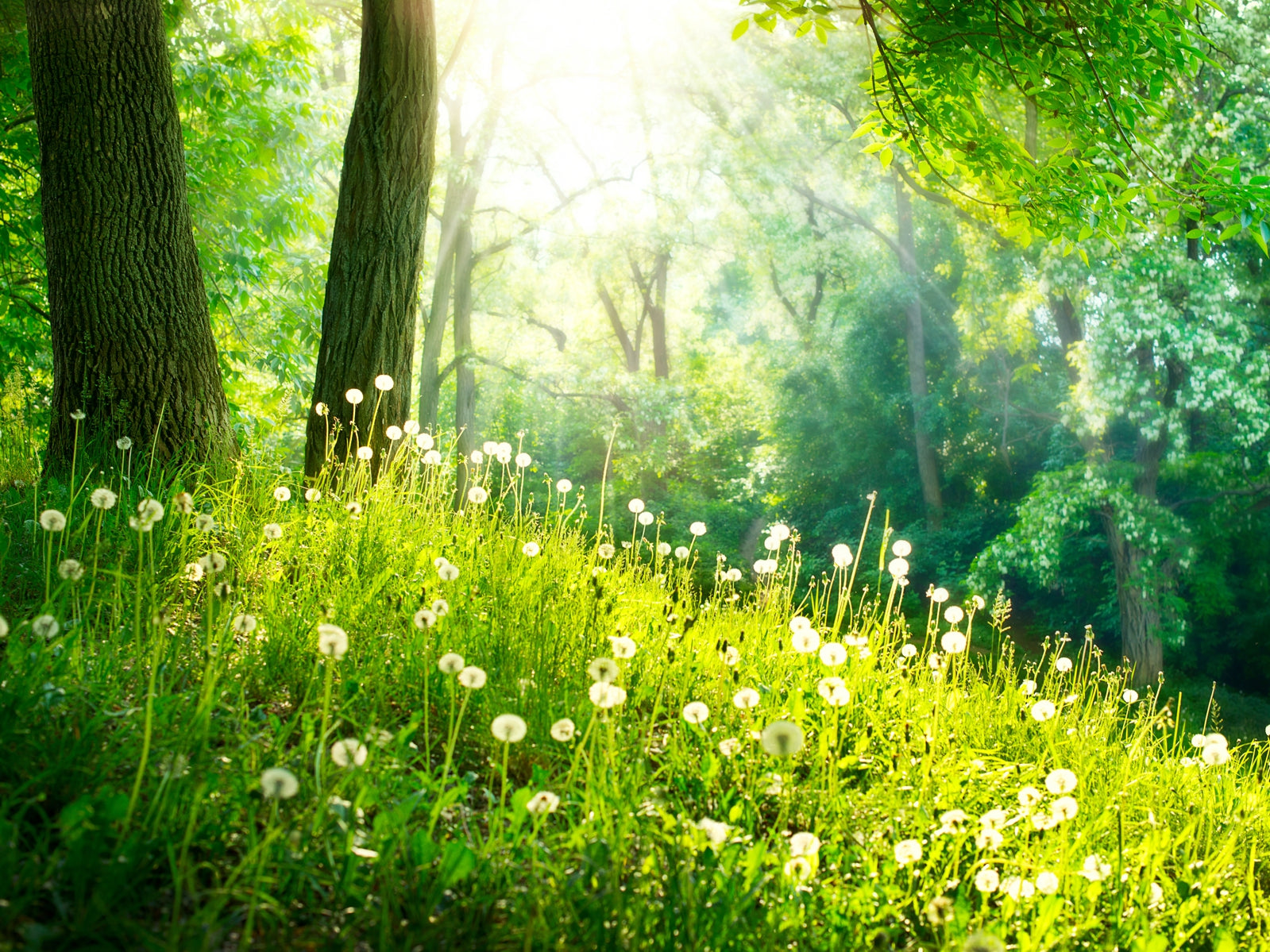 tap0533-100x750-vlies-tapete-fototapete-natur-wald-wiese-sonne