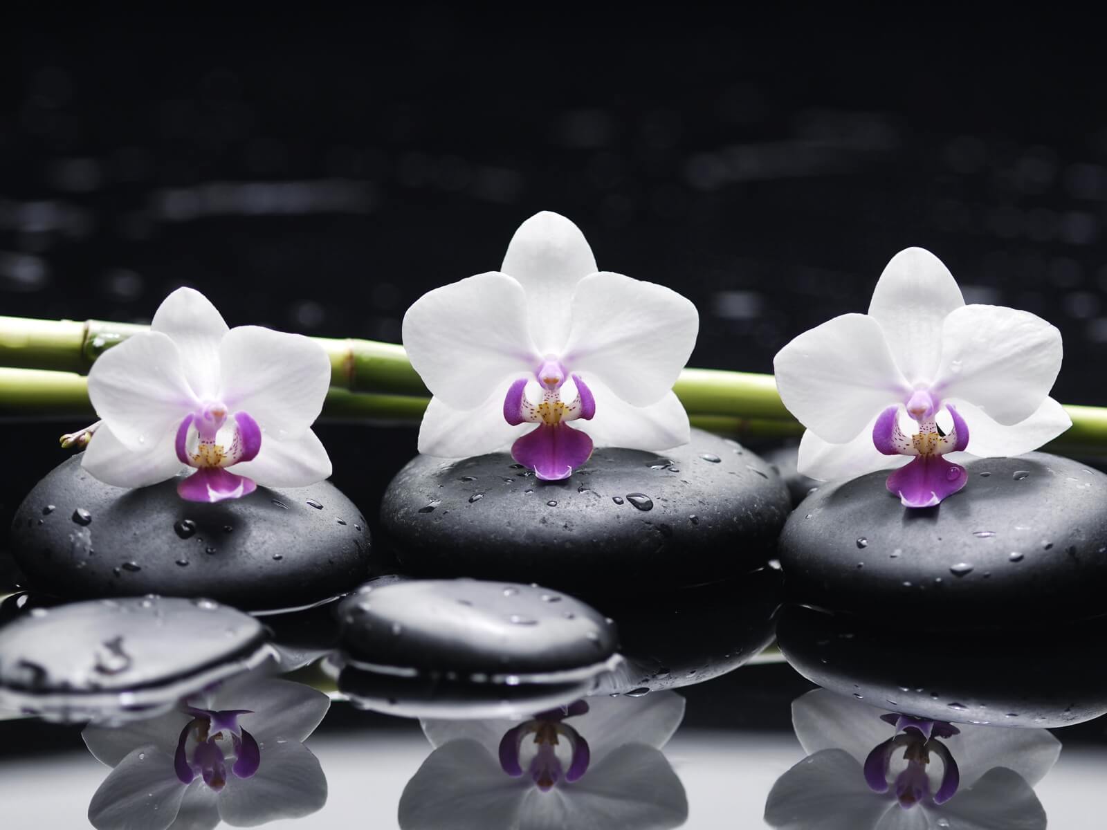 0044-1000-x-750-orchidee-steine-zen