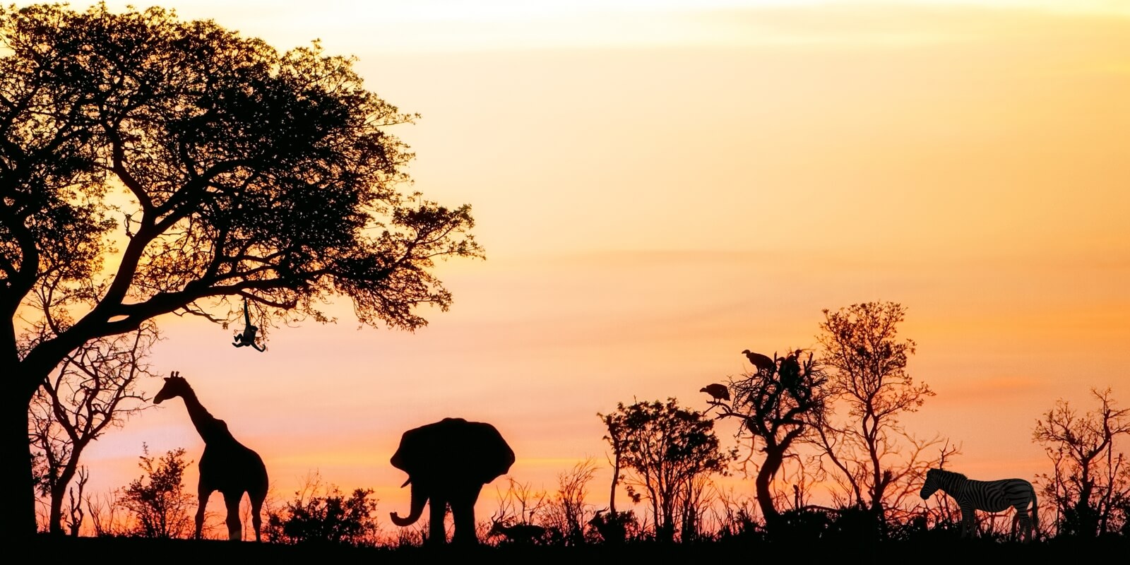 0059-1000-500-tapete-afrika-safari